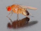 Study of fruit fly chromosomes improves understanding of evolution and fertility