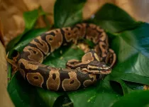 Study of pythons could lead to new therapies for heart disease, other illnesses