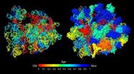 Study of ribosome evolution challenges RNA World hypothesis