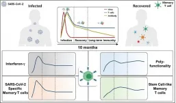 Study of T cells from COVID-19 convalescents guides vaccine strategies?