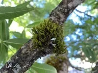 Study of urban moss raises concerns about lead levels in older Portland neighborhoods 2