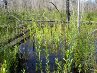 Study offers insights into management of invasive paperbark trees