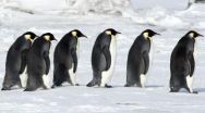 Study projects big thaw for Antarctic sea ice