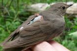 Study provides insights into birds' migration routes 2