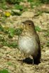 Study provides insights into birds' migration routes 3