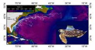 Study provides new information about the sea turtle lost years