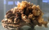 Study puts some mussels into Bay restoration