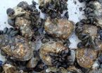 Study puts some mussels into Bay restoration 3