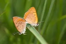 Study raises the possibility of a country without butterflies