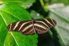 Study raises the possibility of a country without butterflies 2