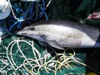 Study reveals bycatch risk for dolphins and porpoises in global small-scale fisheries