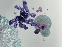 Study reveals cause of common cancer immunotherapy side effect