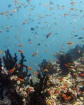 Study reveals energy sources supporting coral reef predators