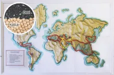 Study reveals genetic signatures of chickpeas cultural crossroads