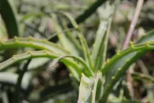 Study reveals how agave plants survive extreme droughts