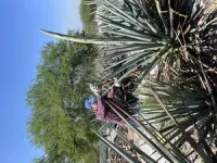 Study reveals how agave plants survive extreme droughts 2