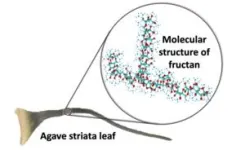 Study reveals how agave plants survive extreme droughts 3