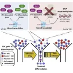 Study reveals how long-term infection and inflammation impairs immune response as we age