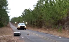 Study reveals mallards flight responses ineffective in preventing vehicle collisions