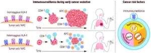 Study reveals new insights into immune system role in lung cancer risk