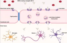 Study reveals new way to unlock blood-brain barrier, potentially opening doors to treat brain and nerve diseases