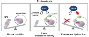 Study reveals novel therapeutic target to eliminate unwanted and misfolded proteins