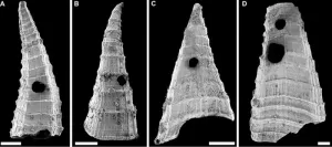 Study reveals oldest-known evolutionary “arms race”