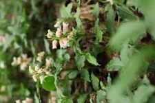 Study reveals our European ancestors ate seaweed and freshwater plants 3