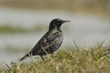 Study reveals startling decline in European birds 3