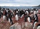 Study reveals strong links between Antarctic climate, food web