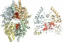 Study reveals structure of protein and permits search for drugs against neglected diseases