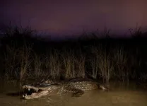 Study reveals successful strategies for removing invasive caimans from Florida Everglades