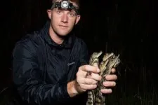 Study reveals successful strategies for removing invasive caimans from Florida Everglades 2