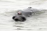 Study shows benefits of being fat (but not too fat) for deep-diving elephant seals