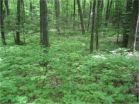 Study shows earthworms to blame for decline of ovenbirds in northern Midwest forests