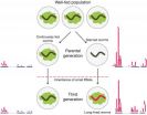 Study shows how effects of starvation can be passed to future generations 3