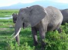 Study shows how elephants produce their deep 'voices'