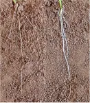 Study shows how plant roots access deeper soils in search of water