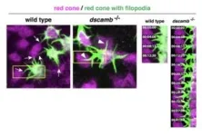 Study shows how retinal cells know when to keep their distance 2