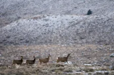 Study shows multiple factors shape timing of birth in mule deer