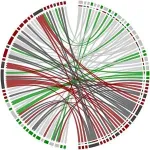 Study shows role of cells’ own RNA in antiviral defense 3