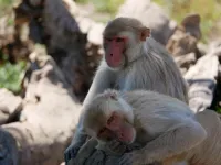 Study shows same-sex sexual behavior is widespread and heritable in macaque monkeys