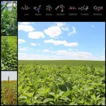 Study shows seed impact mills clobber waterhemp seed viability