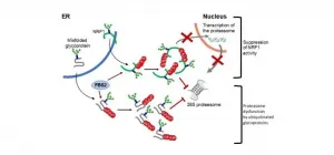 Study shows the mechanism how loss of de-N-glycosylation enzyme causes ill effect