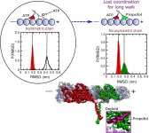 Study shows why anesthetic stops cells walkers in their tracks