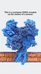Study suggests new molecular strategy for treating fragile X syndrome 2