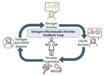 Study suggests that estrogen may drive nicotine addiction in women 2