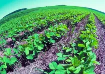 Study: ‘Sustainable intensification’ on the farm reduces soil nitrate losses, maintains crop yields 3