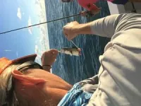 Study takes a ‘bite’ out of shark depredation using citizen science 3