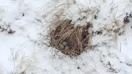 Study: Temperature variability reduces nesting success